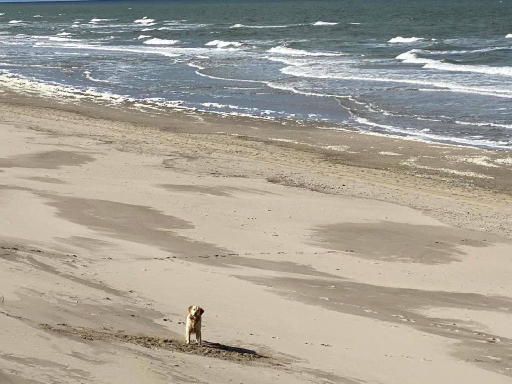 Natur Pur, O4 Neues Ferienhaus Natureingebunden, Familien- Und Hundefreundlich Eingezaeunt Callantsoog Eksteriør billede